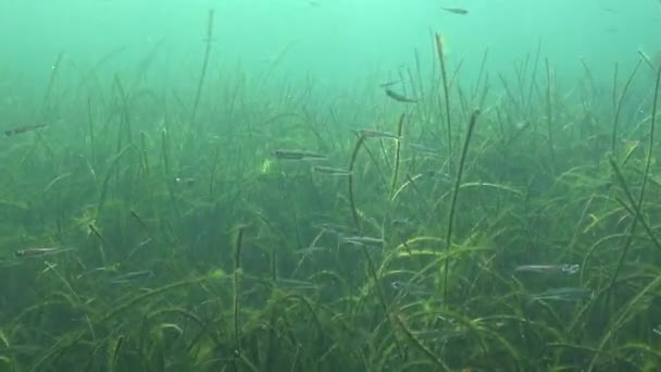 Éperlan Mer Noire Atherina Pontica Parmi Les Algues Poissons Mer — Video