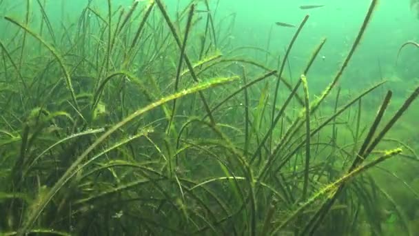 海藻排泄氧气气泡 水曝气 — 图库视频影像
