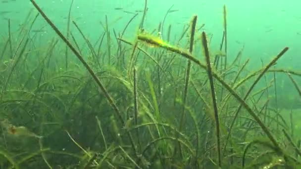 Algen Scheiden Blasen Von Sauerstoff Wasserbelüftung Aus — Stockvideo