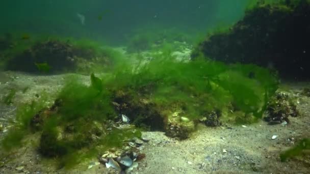 Algas Rojas Verdes Escuchan Fondo Del Mar Negro — Vídeos de Stock