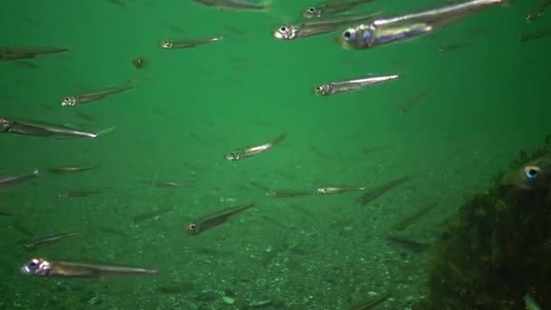 Una Bandada Peces Mar Mar Negro Olía Arena Gran Escala — Vídeo de stock