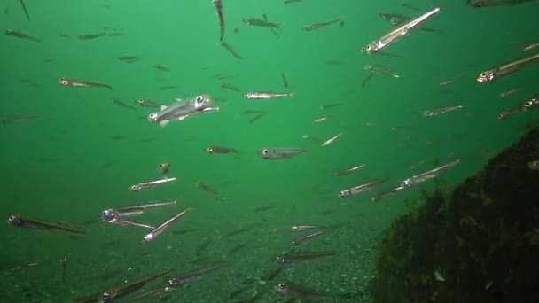 Een Kudde Van Zeevis Zwarte Zee Grote Schaal Zand Smelt — Stockvideo