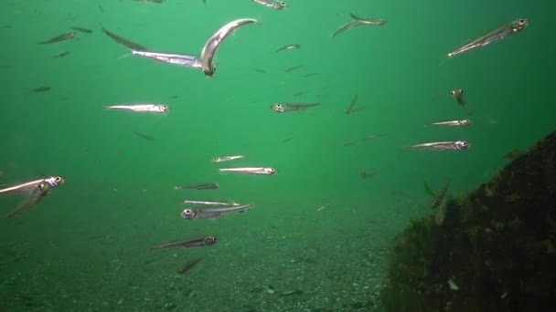 一大群海鱼黑海大型沙冶炼 Atherina 巴蒂卡巴尼诺 — 图库视频影像