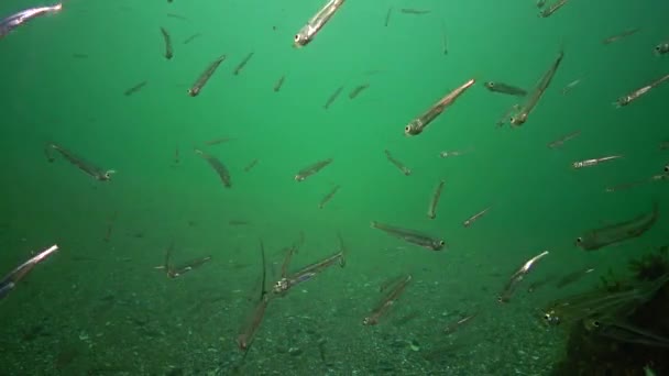 Flock Havsfisk Svarta Havet Stora Skala Sand Nors Atherina Pontica — Stockvideo