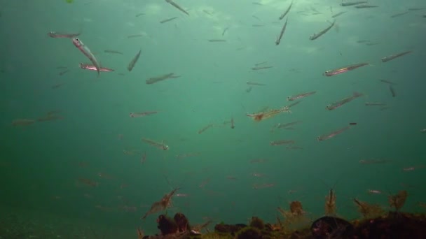 Flock Sea Fish Black Sea Big Scale Sand Smelt Atherina — Stock Video