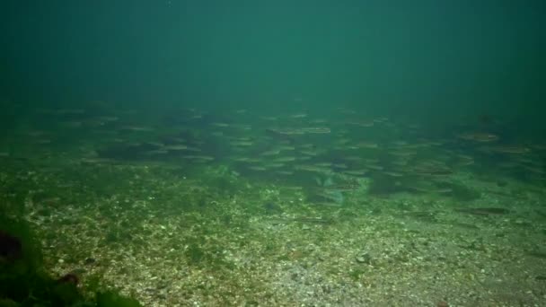 Flock Havsfisk Svarta Havet Stora Skala Sand Nors Atherina Pontica — Stockvideo
