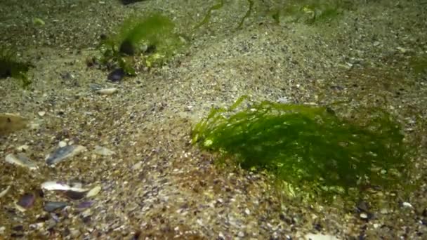Enteromorpha Ulva Intestinalis Algas São Ouvidas Fundo Mar Negro — Vídeo de Stock