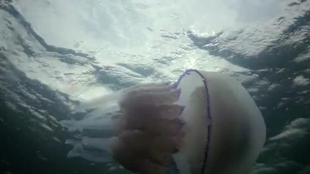 Drijvend Dikte Van Het Water Zwarte Zee Rhizostoma Pulmo Bekend — Stockvideo