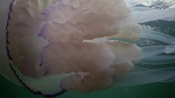 Schwimmend Der Dicke Des Wassers Schwarzen Meer Rhizostoma Pulmo Allgemein — Stockvideo