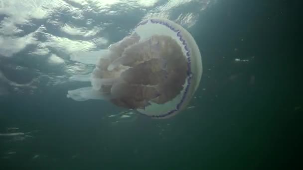 Flutuando Espessura Água Mar Negro Rhizostoma Pulmo Vulgarmente Conhecida Como — Vídeo de Stock