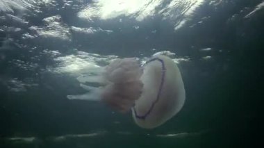 Karadeniz (Rhizostoma pulmo) suda kalınlığı yüzen, genellikle scyphomedusa varil denizanası (çöp kovası-kapak, fırfırlı ağızlı denizanası) bilinir. Karadeniz