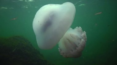 Karadeniz (Rhizostoma pulmo) suda kalınlığı yüzen, genellikle scyphomedusa varil denizanası (çöp kovası-kapak, fırfırlı ağızlı denizanası) bilinir. Karadeniz