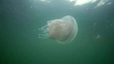 Karadeniz (Rhizostoma pulmo) suda kalınlığı yüzen, genellikle scyphomedusa varil denizanası (çöp kovası-kapak, fırfırlı ağızlı denizanası) bilinir. Karadeniz