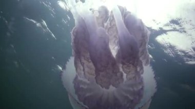 Karadeniz (Rhizostoma pulmo) suda kalınlığı yüzen, genellikle scyphomedusa varil denizanası (çöp kovası-kapak, fırfırlı ağızlı denizanası) bilinir. Karadeniz
