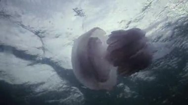 Karadeniz (Rhizostoma pulmo) suda kalınlığı yüzen, genellikle scyphomedusa varil denizanası (çöp kovası-kapak, fırfırlı ağızlı denizanası) bilinir. Karadeniz