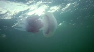 Karadeniz (Rhizostoma pulmo) suda kalınlığı yüzen, genellikle scyphomedusa varil denizanası (çöp kovası-kapak, fırfırlı ağızlı denizanası) bilinir. Karadeniz