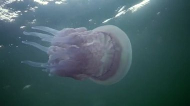 Karadeniz (Rhizostoma pulmo) suda kalınlığı yüzen, genellikle scyphomedusa varil denizanası (çöp kovası-kapak, fırfırlı ağızlı denizanası) bilinir. Karadeniz