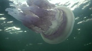 Karadeniz (Rhizostoma pulmo) suda kalınlığı yüzen, genellikle scyphomedusa varil denizanası (çöp kovası-kapak, fırfırlı ağızlı denizanası) bilinir. Karadeniz