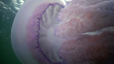 Karadeniz (Rhizostoma pulmo) suda kalınlığı yüzen, genellikle scyphomedusa varil denizanası (çöp kovası-kapak, fırfırlı ağızlı denizanası) bilinir. Karadeniz