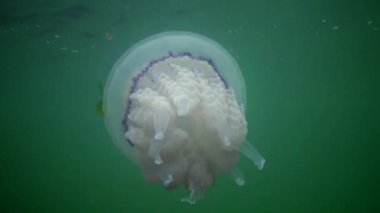 Karadeniz (Rhizostoma pulmo) suda kalınlığı yüzen, genellikle scyphomedusa varil denizanası (çöp kovası-kapak, fırfırlı ağızlı denizanası) bilinir. Karadeniz