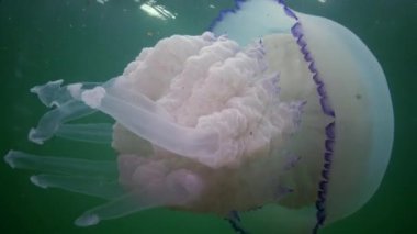 Karadeniz (Rhizostoma pulmo) suda kalınlığı yüzen, genellikle scyphomedusa varil denizanası (çöp kovası-kapak, fırfırlı ağızlı denizanası) bilinir. Karadeniz