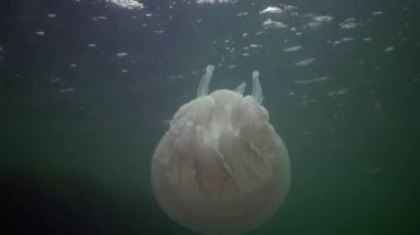 Karadeniz (Rhizostoma pulmo) suda kalınlığı yüzen, genellikle scyphomedusa varil denizanası (çöp kovası-kapak, fırfırlı ağızlı denizanası) bilinir. Karadeniz