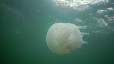 Karadeniz (Rhizostoma pulmo) suda kalınlığı yüzen, genellikle scyphomedusa varil denizanası (çöp kovası-kapak, fırfırlı ağızlı denizanası) bilinir. Karadeniz