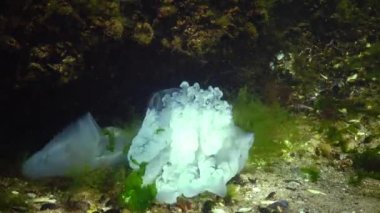 Scyphomedusa namlu denizanası (çöp kovası-kapak, fırfırlı ağızlı denizanası) bilinen denizanası düştü alt ve ölür (Rhizostoma pulmo). Karadeniz