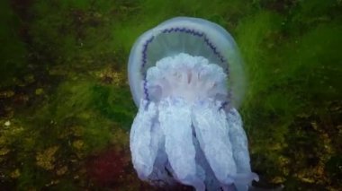 Scyphomedusa namlu denizanası (çöp kovası-kapak, fırfırlı ağızlı denizanası) bilinen denizanası düştü alt ve ölür (Rhizostoma pulmo). Karadeniz