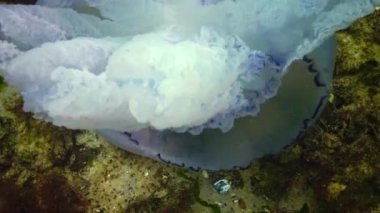 Scyphomedusa namlu denizanası (çöp kovası-kapak, fırfırlı ağızlı denizanası) bilinen denizanası düştü alt ve ölür (Rhizostoma pulmo). Karadeniz