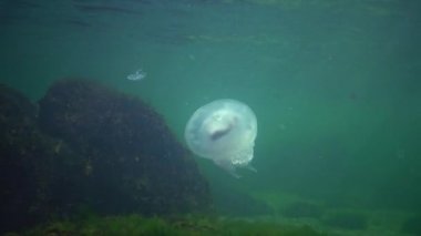 Karadeniz (Rhizostoma pulmo) suda kalınlığı yüzen, genellikle scyphomedusa varil denizanası (çöp kovası-kapak, fırfırlı ağızlı denizanası) bilinir. Karadeniz