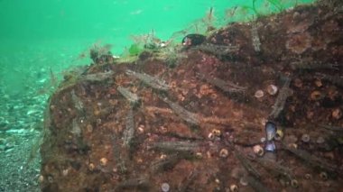 Karides deniz dibinin Chen denizde Odessa Körfezi üzerinde birikimi. (Palaemon adspersus) genelde Baltık karides denilen, Karadeniz içinde sık karides familyasından