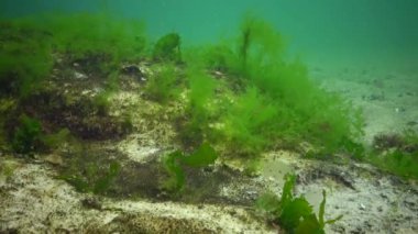 Kırmızı ve yeşil yosun Karadeniz'de altındaki duyulur