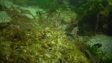 Karides deniz dibinin Chen denizde Odessa Körfezi üzerinde birikimi. (Palaemon adspersus) genelde Baltık karides denilen, Karadeniz içinde sık karides familyasından