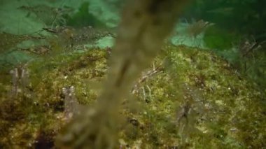 Karides deniz dibinin Chen denizde Odessa Körfezi üzerinde birikimi. (Palaemon adspersus) genelde Baltık karides denilen, Karadeniz içinde sık karides familyasından