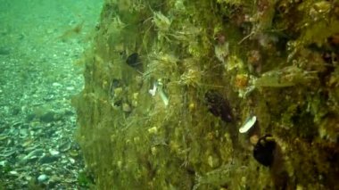 Karides deniz dibinin Chen denizde Odessa Körfezi üzerinde birikimi. (Palaemon adspersus) genelde Baltık karides denilen, Karadeniz içinde sık karides familyasından