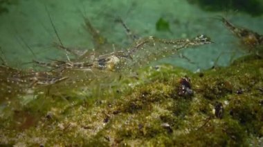 Karides deniz dibinin Chen denizde Odessa Körfezi üzerinde birikimi. (Palaemon adspersus) genelde Baltık karides denilen, Karadeniz içinde sık karides familyasından