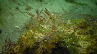 Karides deniz dibinin Chen denizde Odessa Körfezi üzerinde birikimi. (Palaemon adspersus) genelde Baltık karides denilen, Karadeniz içinde sık karides familyasından
