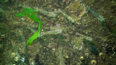Karides deniz dibinin Chen denizde Odessa Körfezi üzerinde birikimi. (Palaemon adspersus) genelde Baltık karides denilen, Karadeniz içinde sık karides familyasından