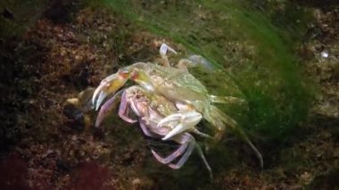 Erkek ve kadın yüzme yengeç (Macropipus holsatus) üreme önce yakın çekim. Karadeniz