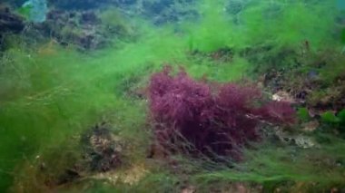 Kırmızı ve yeşil yosun Karadeniz'de altındaki duyulur
