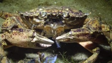 Beslenme yeşil yengeç veya (Çingene maenas, çingene yengeci) Shore yengeç, kerevit, midye kabuğu et alır ve ağzına koyar. Karadeniz