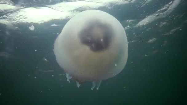 漂浮在水的厚度在黑海 Rhizostoma 卡波普尔莫 俗称的桶水母 垃圾箱盖 褶边嘴水母 Scyphomedusa — 图库视频影像