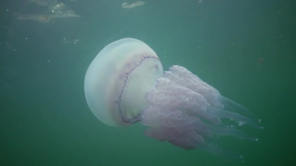 Flotando Espesor Del Agua Mar Negro Rhizostoma Pulmo Comúnmente Conocido — Vídeo de stock