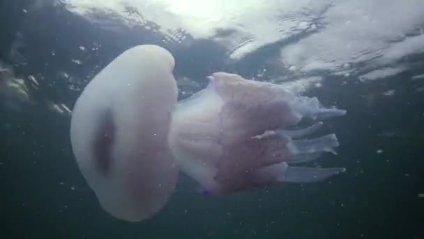 Flotando Espesor Del Agua Mar Negro Rhizostoma Pulmo Comúnmente Conocido — Vídeo de stock