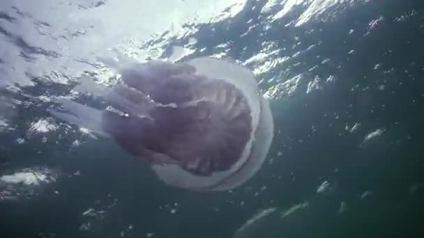 Drijvend Dikte Van Het Water Zwarte Zee Rhizostoma Pulmo Bekend — Stockvideo