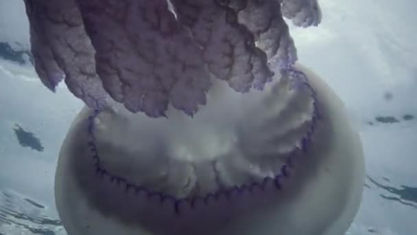 漂浮在水的厚度在黑海 Rhizostoma 卡波普尔莫 俗称的桶水母 垃圾箱盖 褶边嘴水母 Scyphomedusa — 图库视频影像