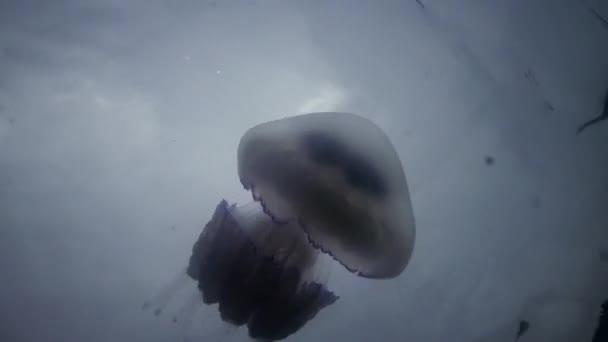 Flotando Espesor Del Agua Mar Negro Rhizostoma Pulmo Comúnmente Conocido — Vídeos de Stock