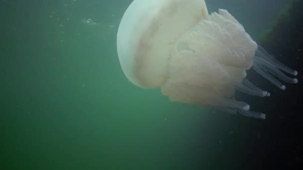 Karadeniz Rhizostoma Pulmo Suda Kalınlığı Yüzen Genellikle Scyphomedusa Varil Denizanası — Stok video