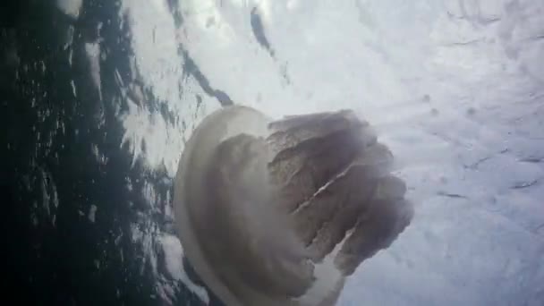 Plovoucí Tloušťce Vody Černém Moři Rhizostoma Pulmo Běžně Známý Jako — Stock video